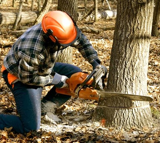 Tree Removal in Innis, LA